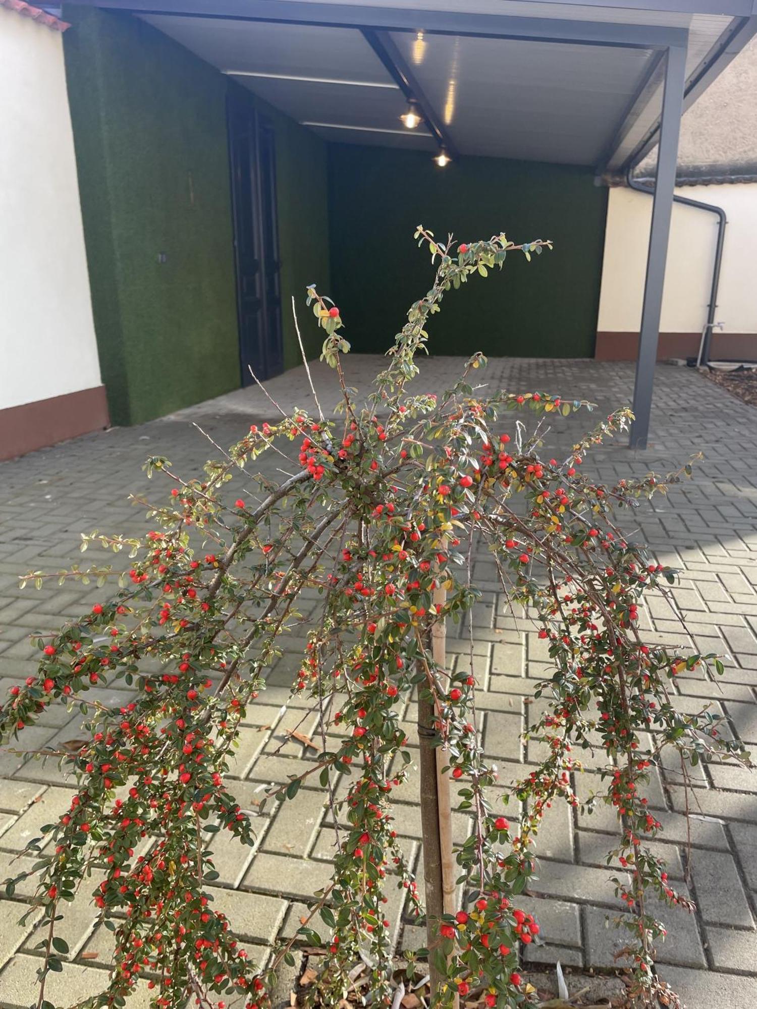 Casa Rosa Apartmanok إغير المظهر الخارجي الصورة